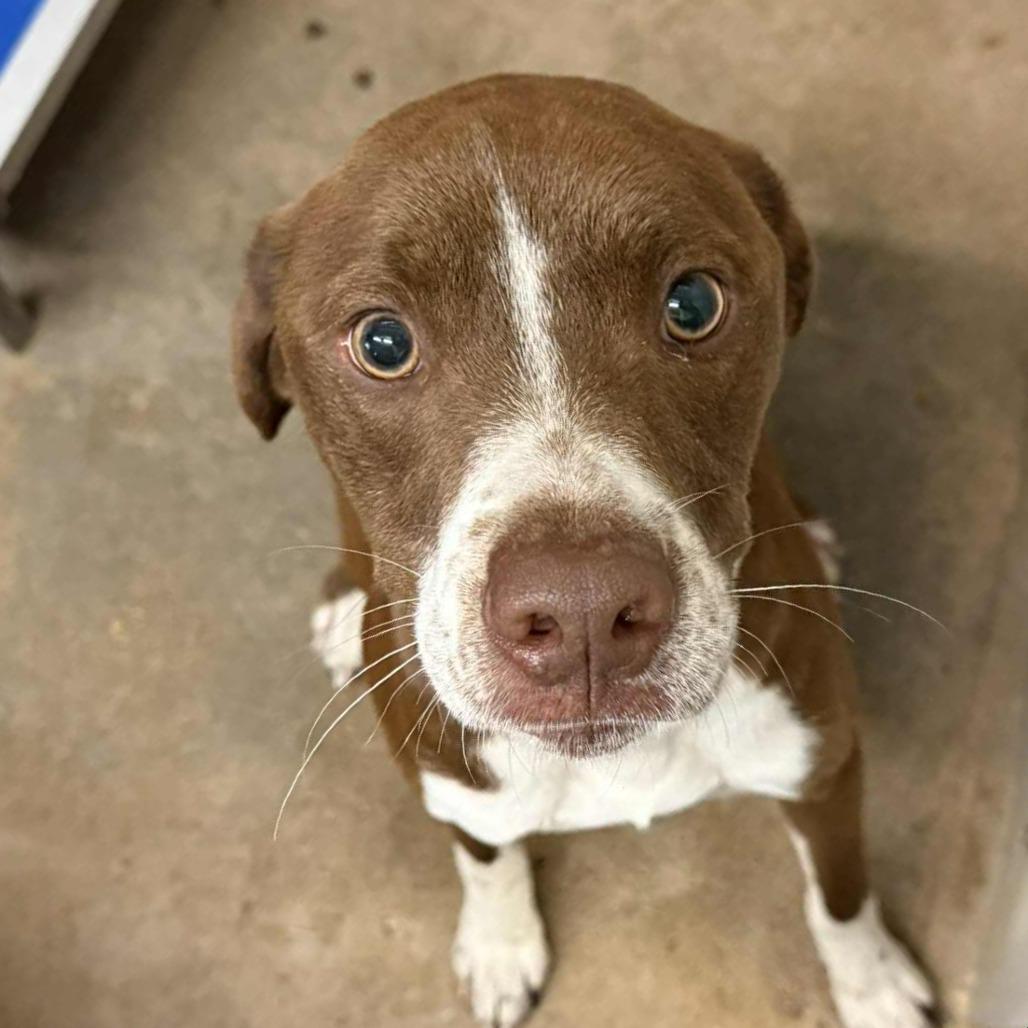 Enlarge Rosco, a Adoptable mixed breed in Stephenville, TX image 5/6
