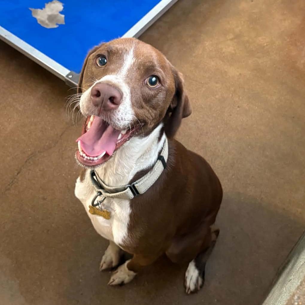 Enlarge Rosco, a Adoptable mixed breed in Stephenville, TX image 6/6