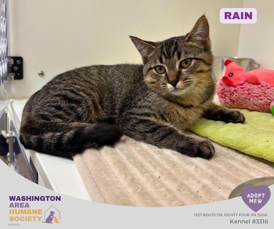 Rain, Adoptable, Kitten Female Domestic Short Hair.