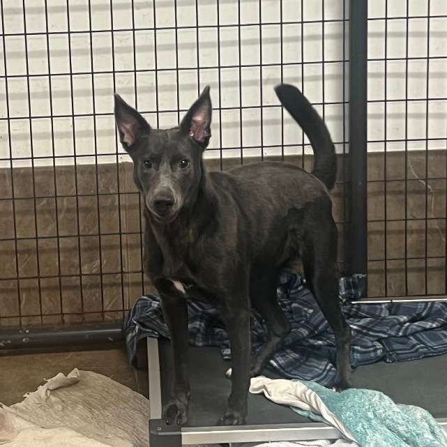 Greta, a Adoptable mixed breed in Bartonsville, PA image 2/2