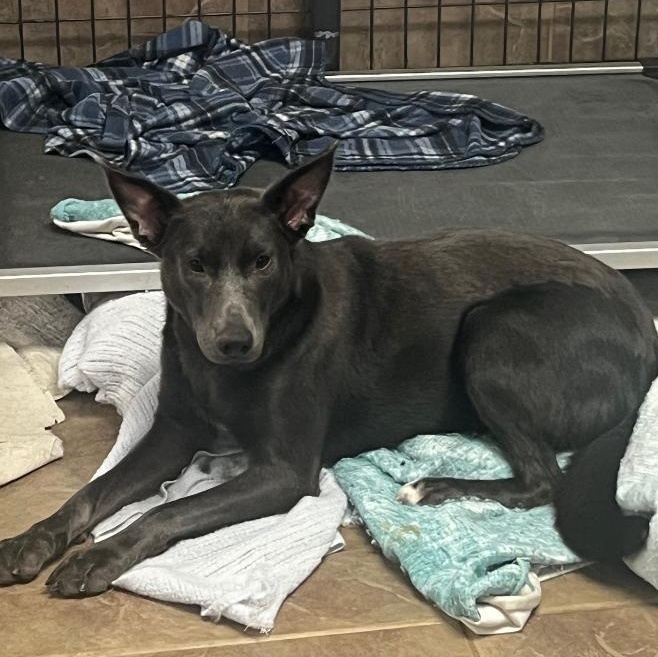 Greta, a Adoptable mixed breed in Bartonsville, PA image 1/2