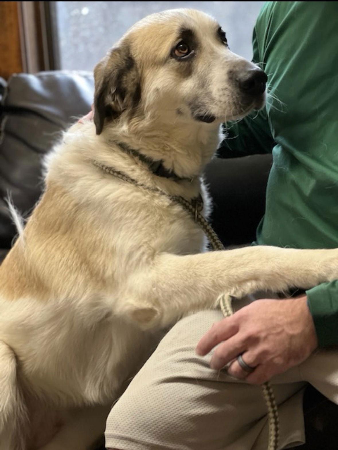 Great Pyrenees Golden Retriever