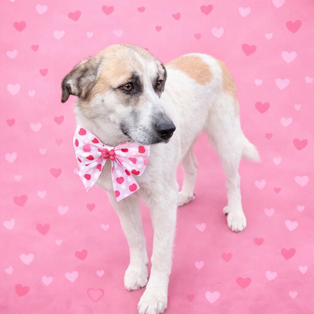 Enlarge Pyrenees golden retriever mix, a Adoptable mixed breed in Mount Laurel, NJ image 1/3