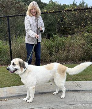 Enlarge Pyrenees golden retriever mix, a Adoptable mixed breed in Mount Laurel, NJ image 3/3