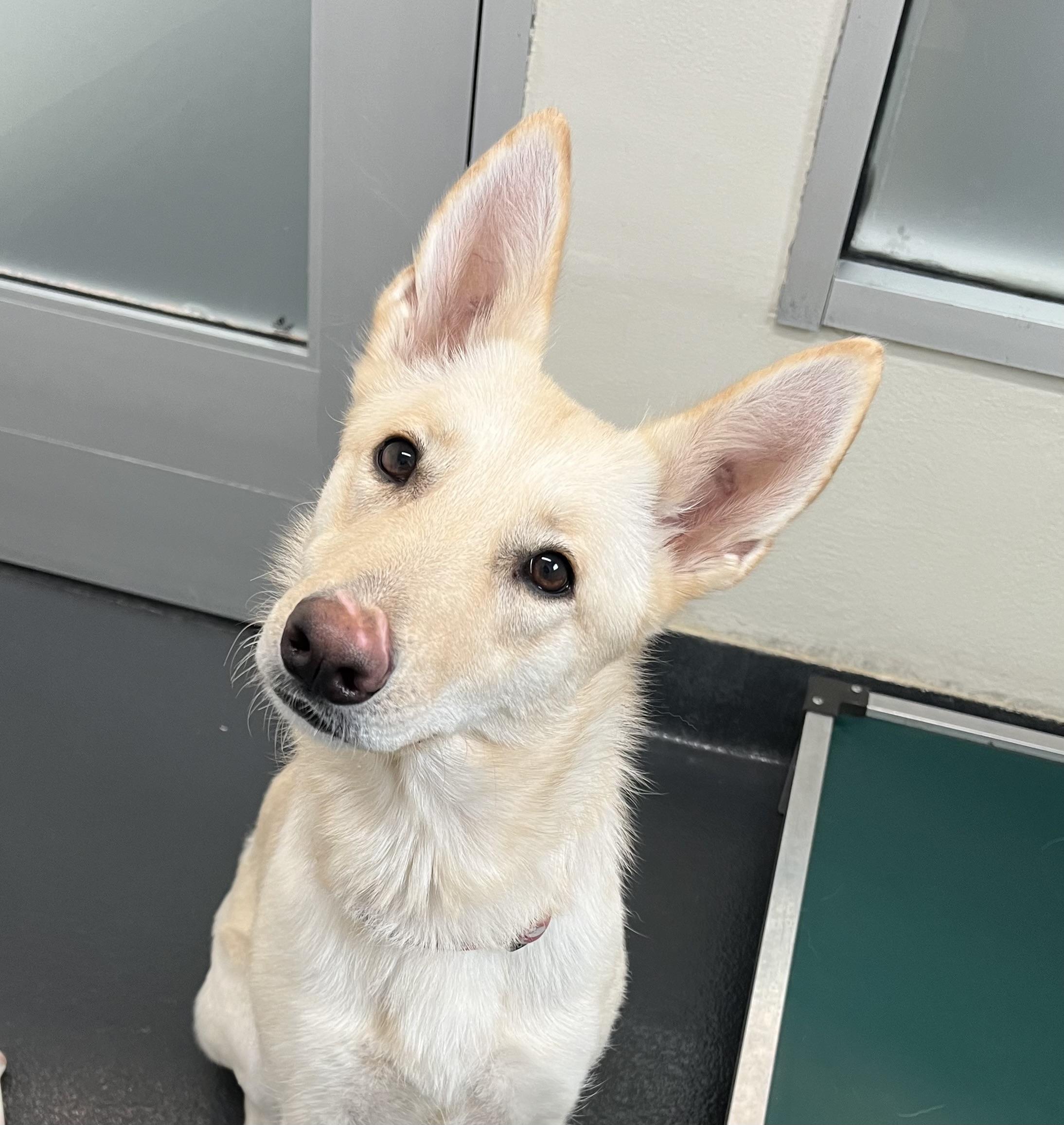 Nella, ADOPTABLE, Young Female Mixed Breed.