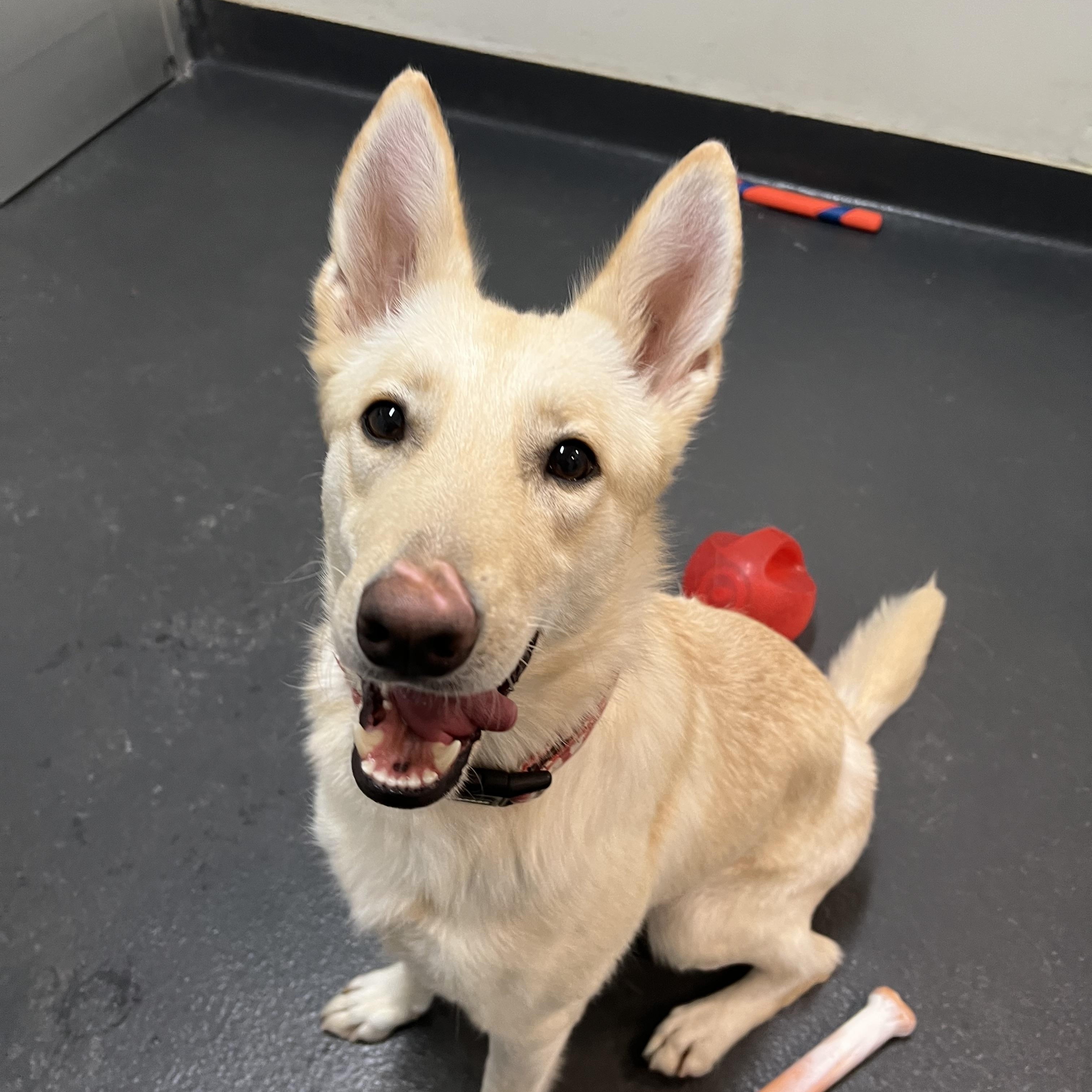 Enlarge Nella, an adopted mixed breed in Ithaca, NY image 1/5