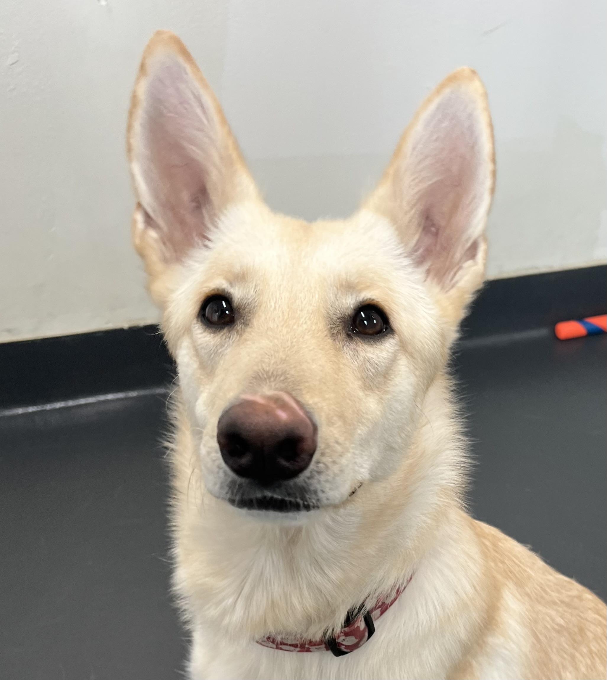 Nella, a ADOPTABLE mixed breed in Ithaca, NY image 2/5