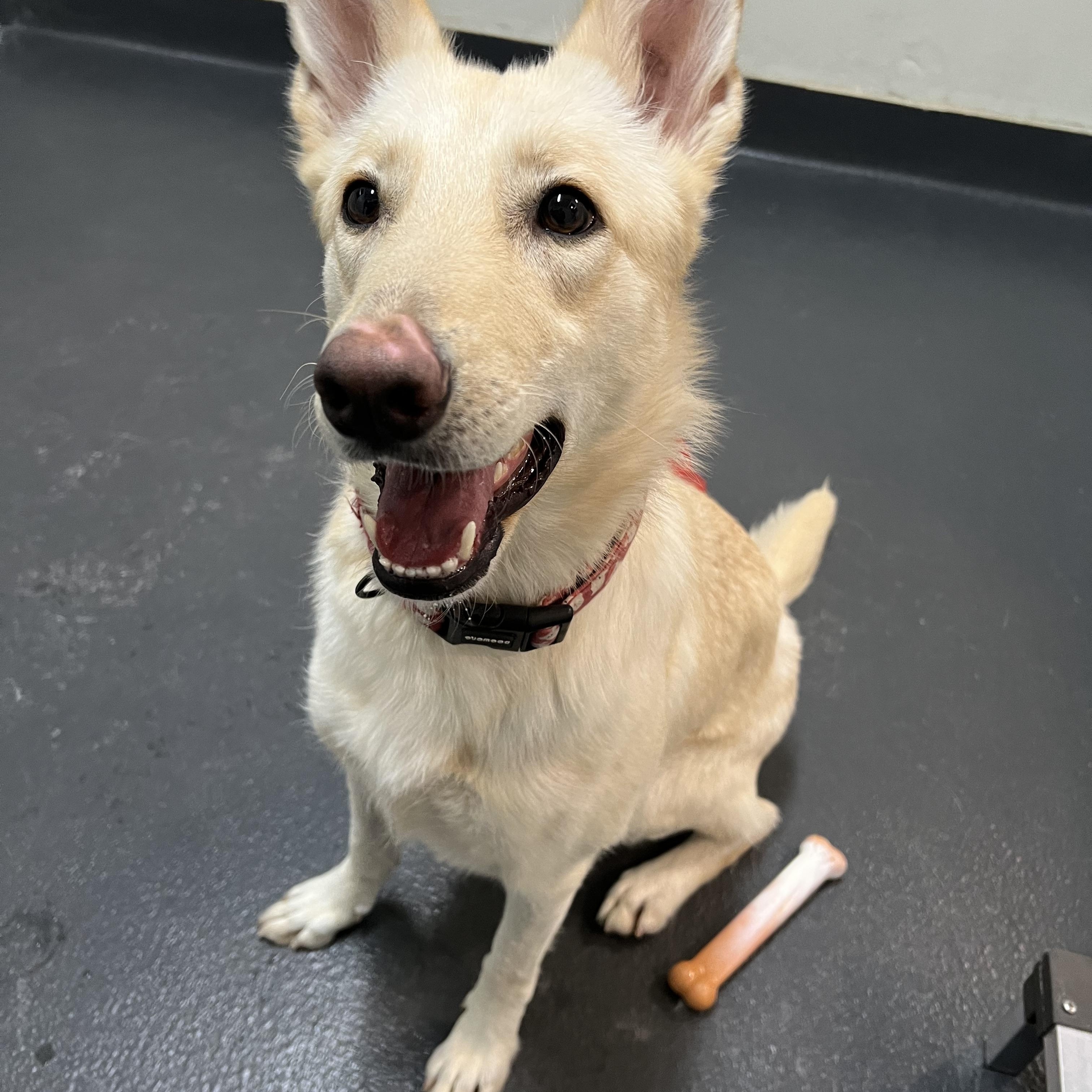 Enlarge Nella, an adopted mixed breed in Ithaca, NY image 5/5