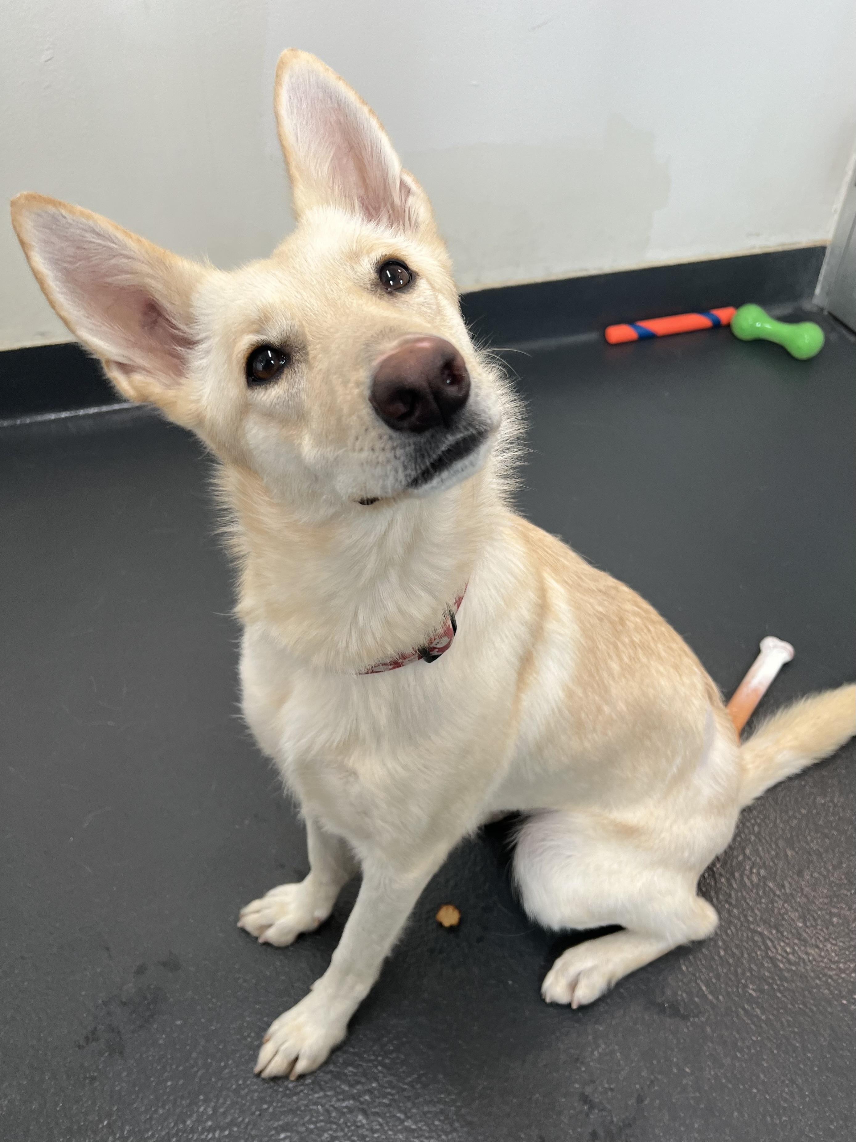 Nella, a ADOPTABLE mixed breed in Ithaca, NY image 3/5