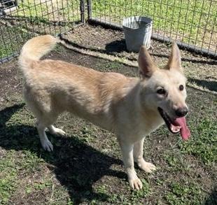 Nella, a ADOPTABLE mixed breed in Ithaca, NY image 4/5