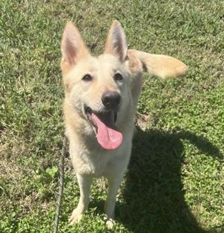 Nella, a ADOPTABLE mixed breed in Ithaca, NY image 5/5