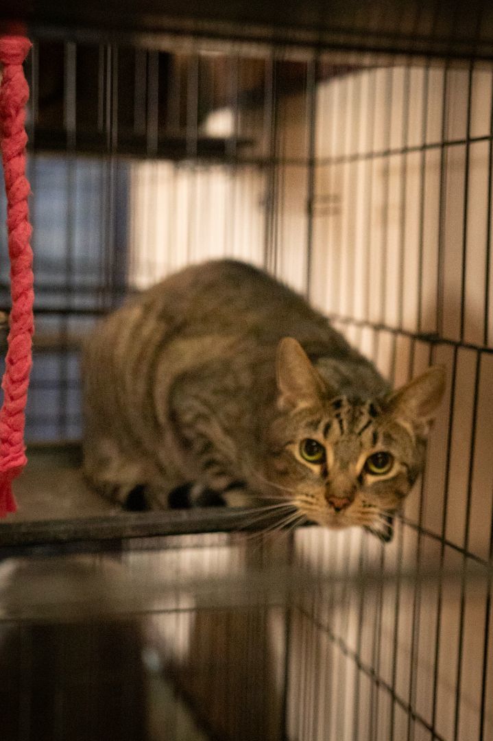 Enlarge Spitfire, a Adoptable Domestic Short Hair in Youngstown, OH image 1/2