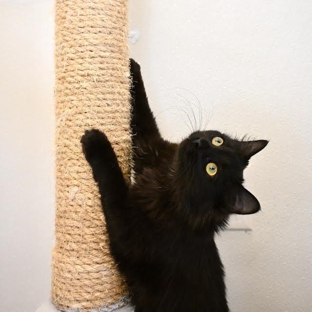 Kellogg's, Adoptable, Young Female Domestic Long Hair.