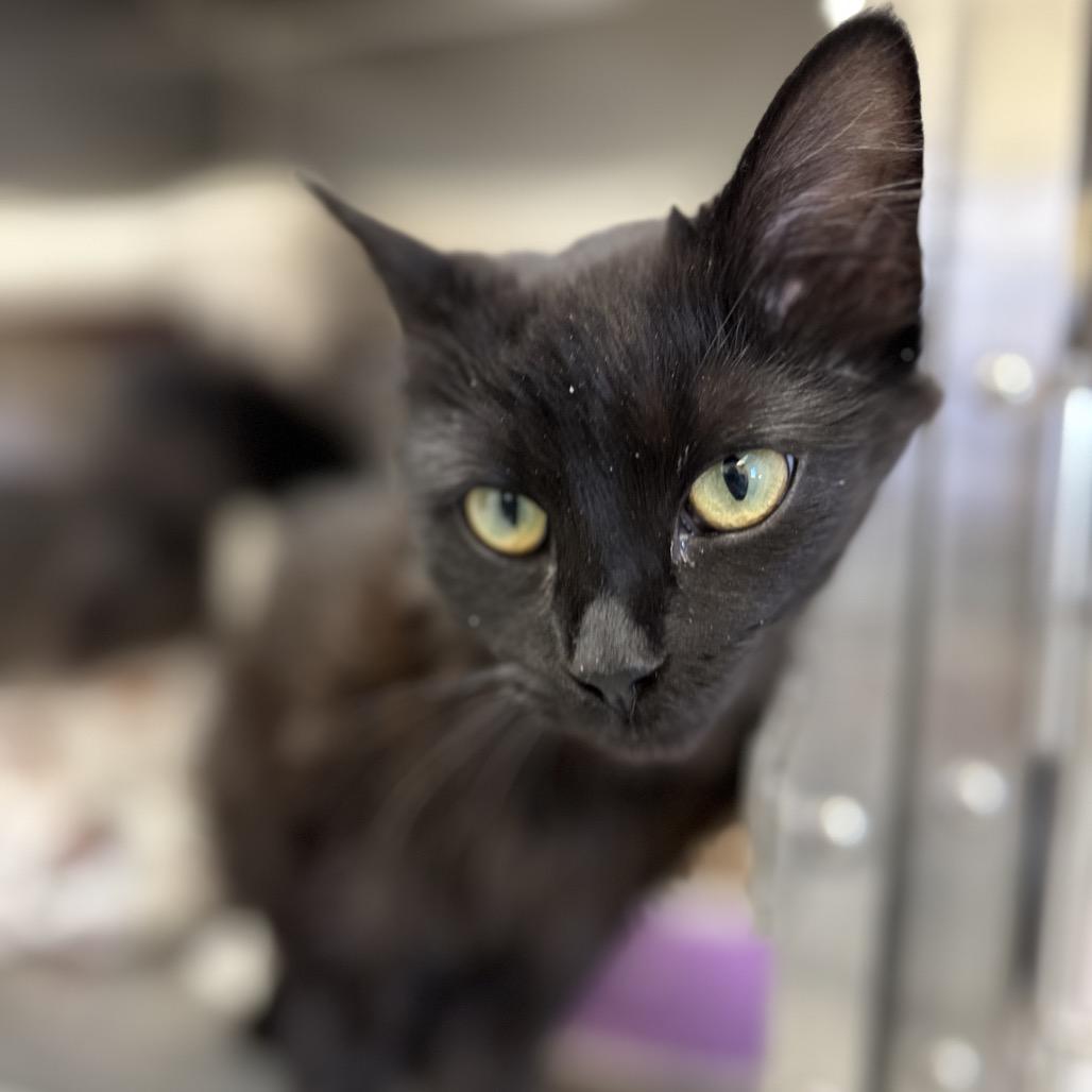 Enlarge Kellogg's, a Adoptable Domestic Long Hair in Enfield, NH image 2/5