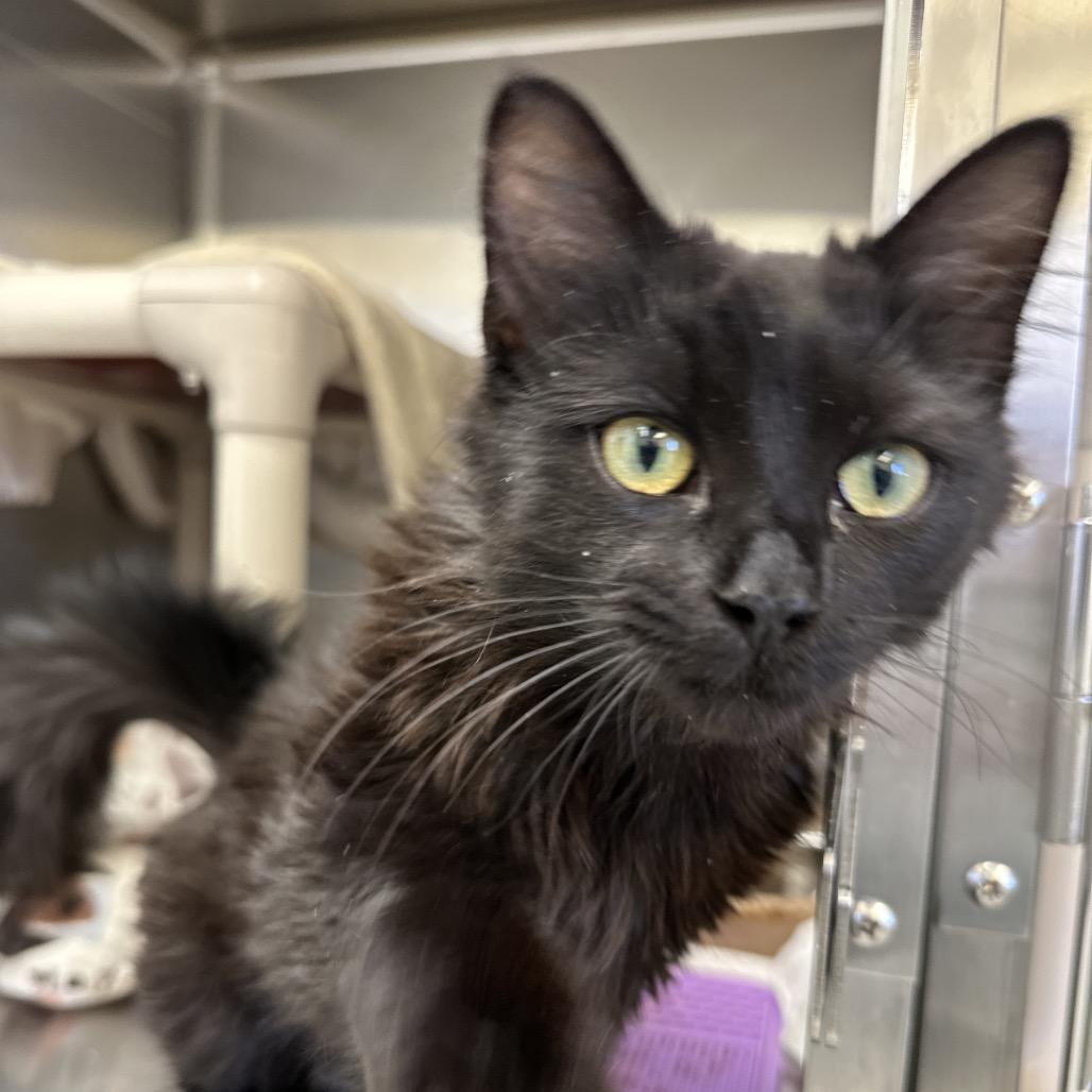 Enlarge Kellogg's, a Adoptable Domestic Long Hair in Enfield, NH image 3/5