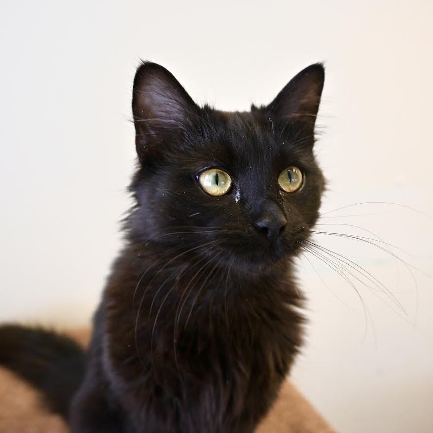 Enlarge Kellogg's, a Adoptable Domestic Long Hair in Enfield, NH image 4/5
