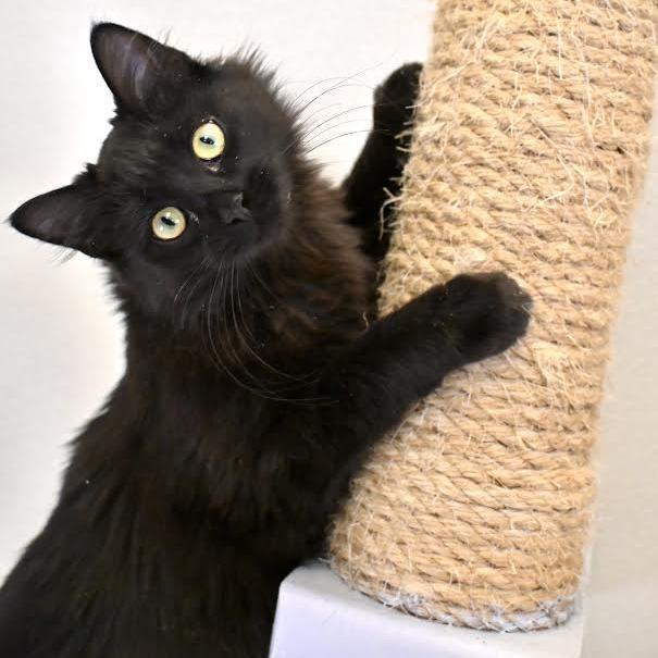 Enlarge Kellogg's, a Adoptable Domestic Long Hair in Enfield, NH image 5/5