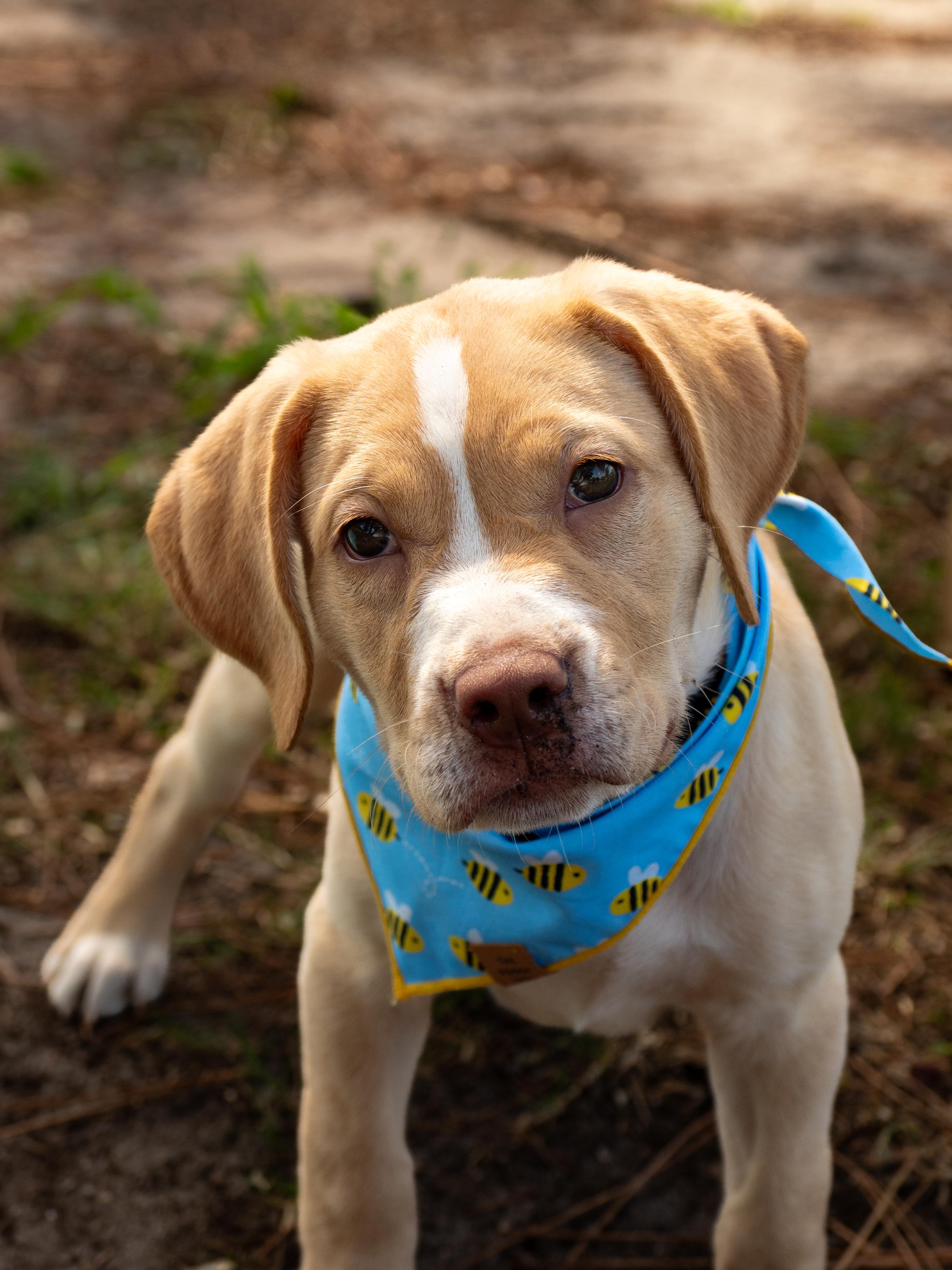 Enlarge Ginny, an adopted Mixed Breed in Myrtle Beach, SC image 3/3