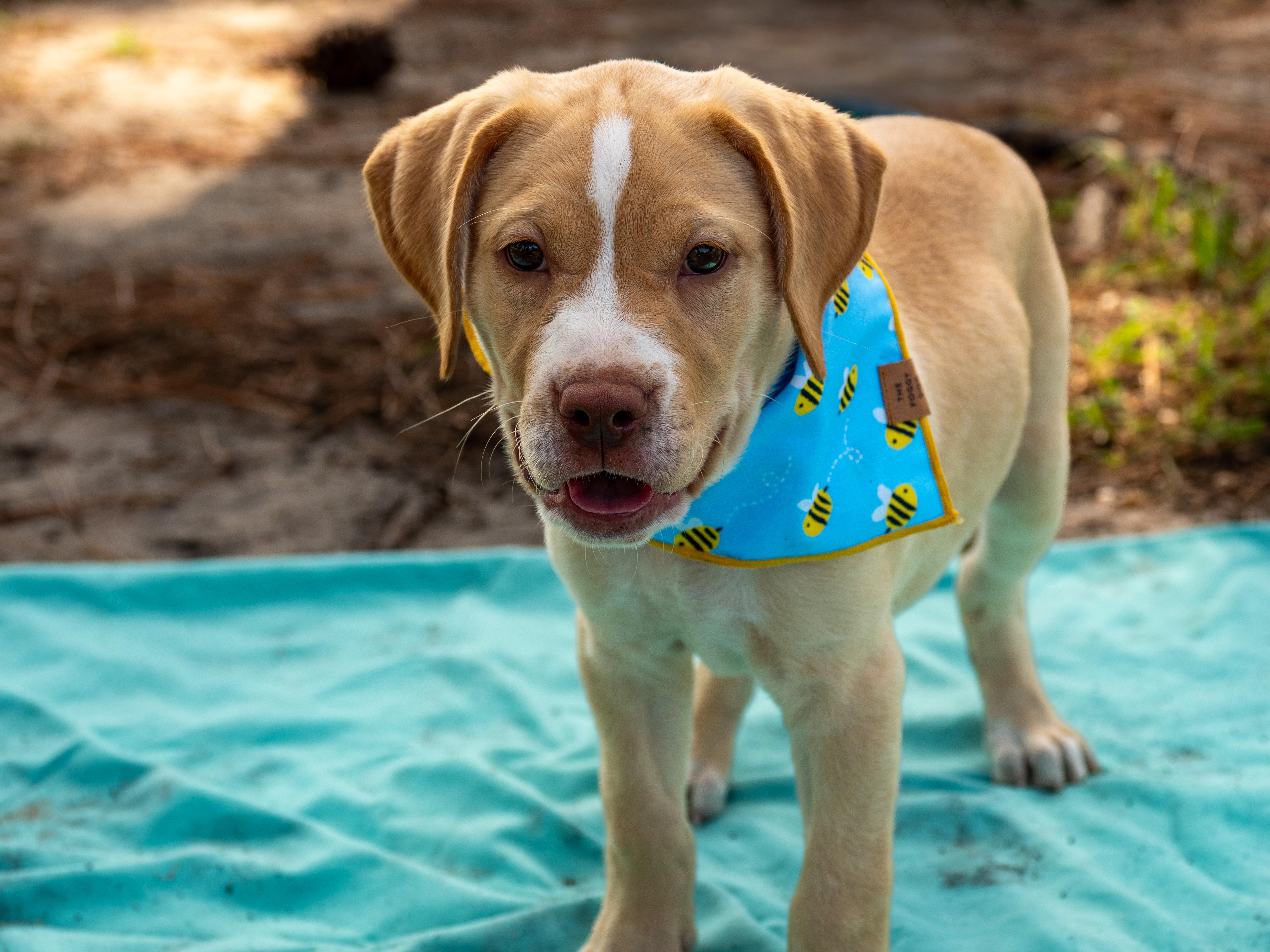 Ginny, adopted, Young Female Mixed Breed.