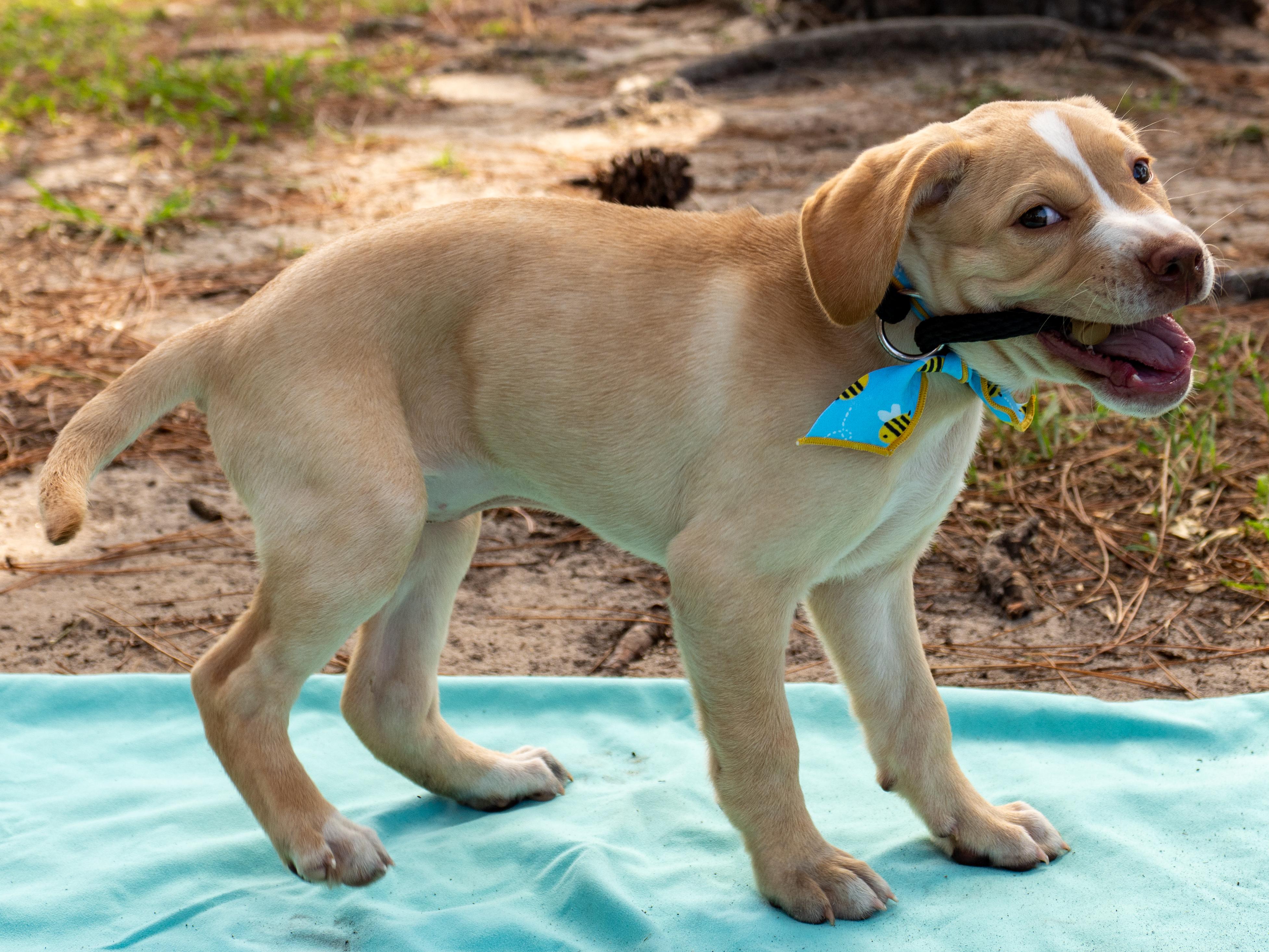 Enlarge Ginny, an adopted Mixed Breed in Myrtle Beach, SC image 2/3
