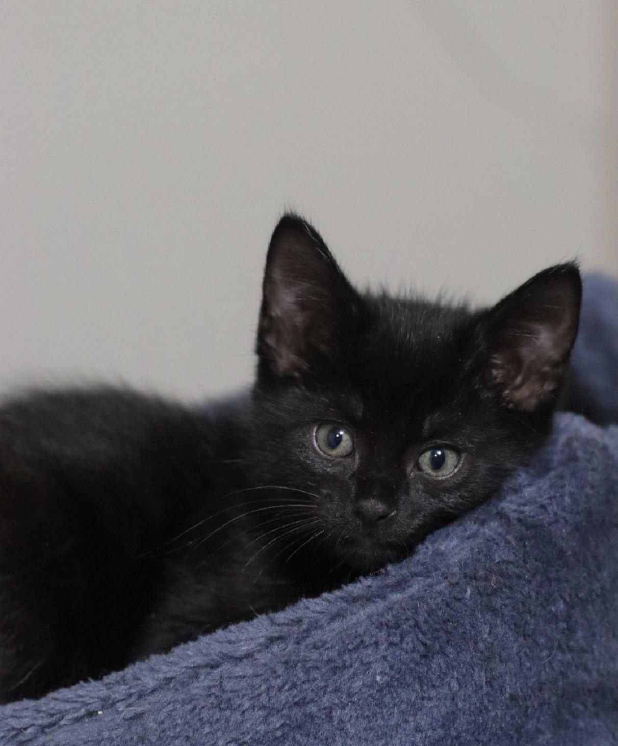 Enlarge Sneezy, a Adopted Domestic Short Hair in Steinbach, MB image 1/3