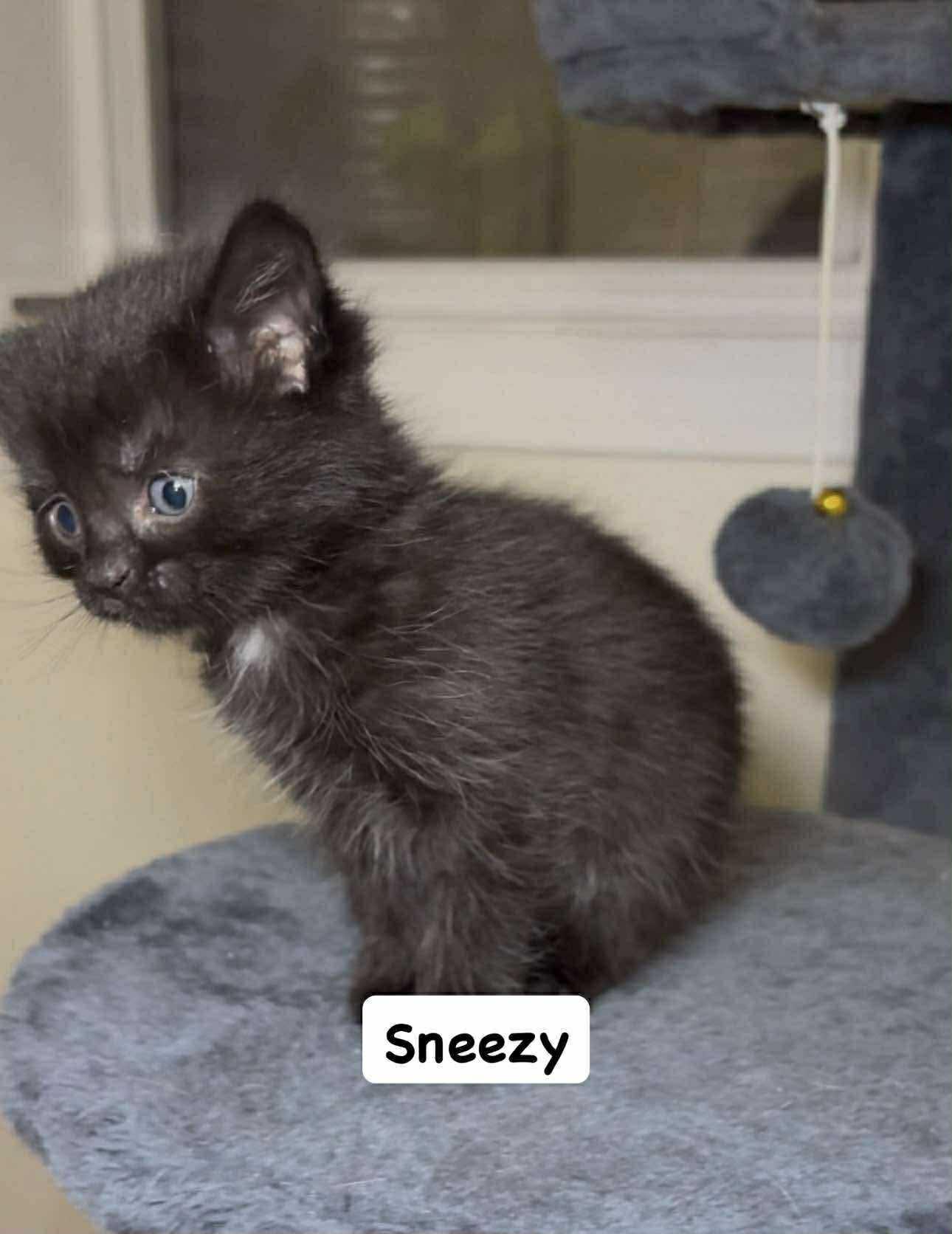 Enlarge Sneezy, a Adopted Domestic Short Hair in Steinbach, MB image 2/3