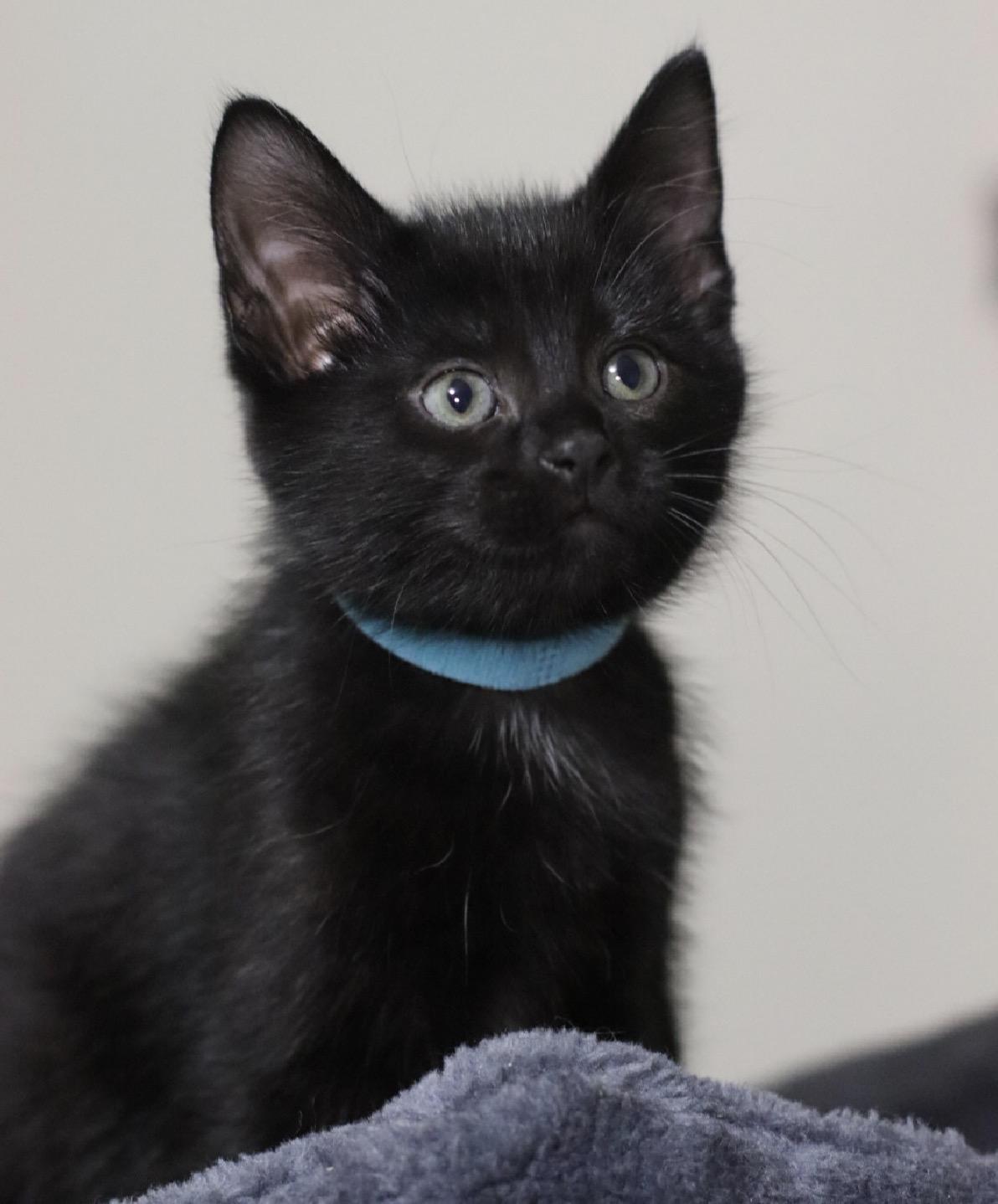 Enlarge Sneezy, a Adopted Domestic Short Hair in Steinbach, MB image 3/3