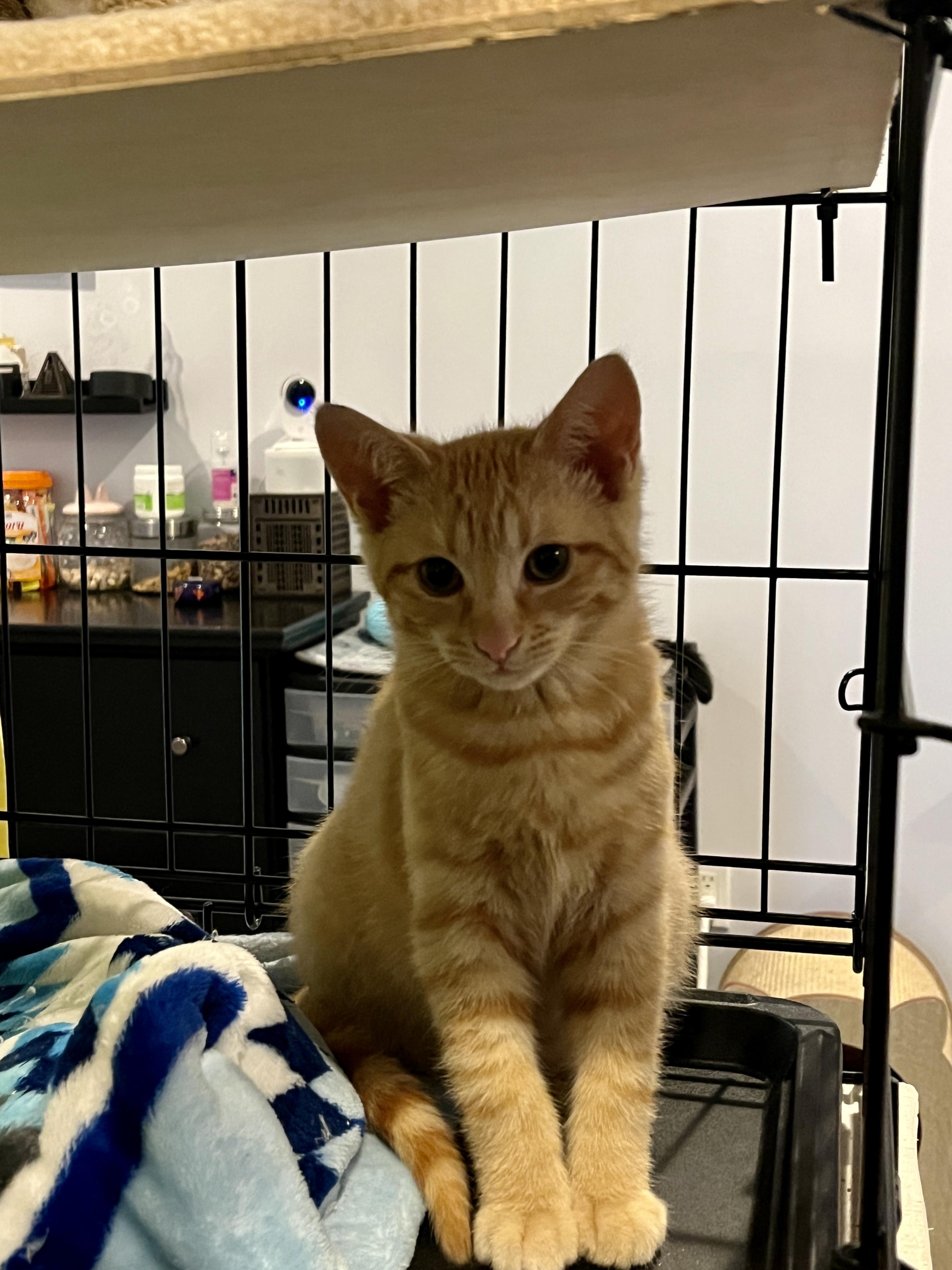 Cheese, Adopted, Kitten Male Domestic Short Hair.