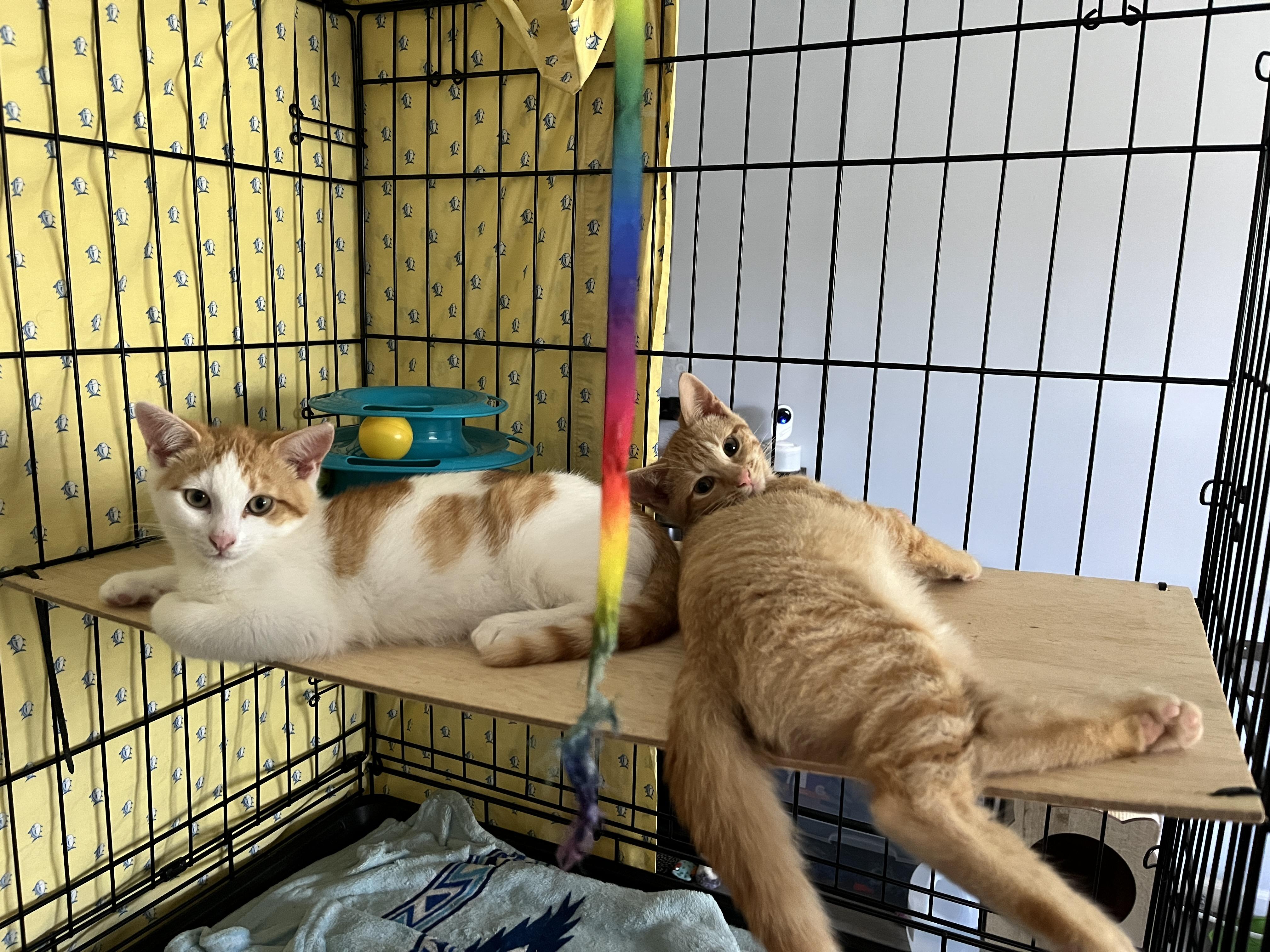 Enlarge Cheese, a Adopted Domestic Short Hair in Manorville , NY image 2/3