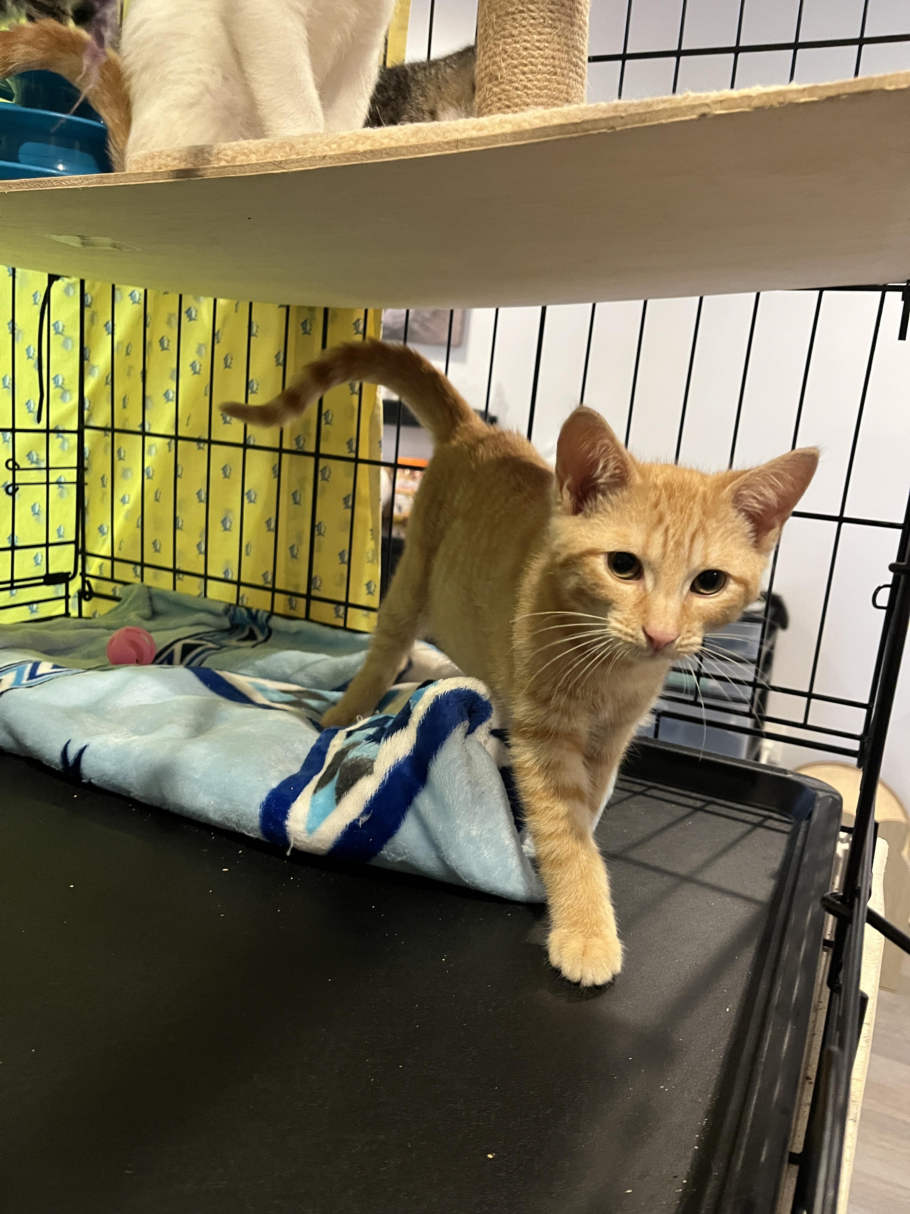 Enlarge Cheese, a Adopted Domestic Short Hair in Manorville , NY image 3/3