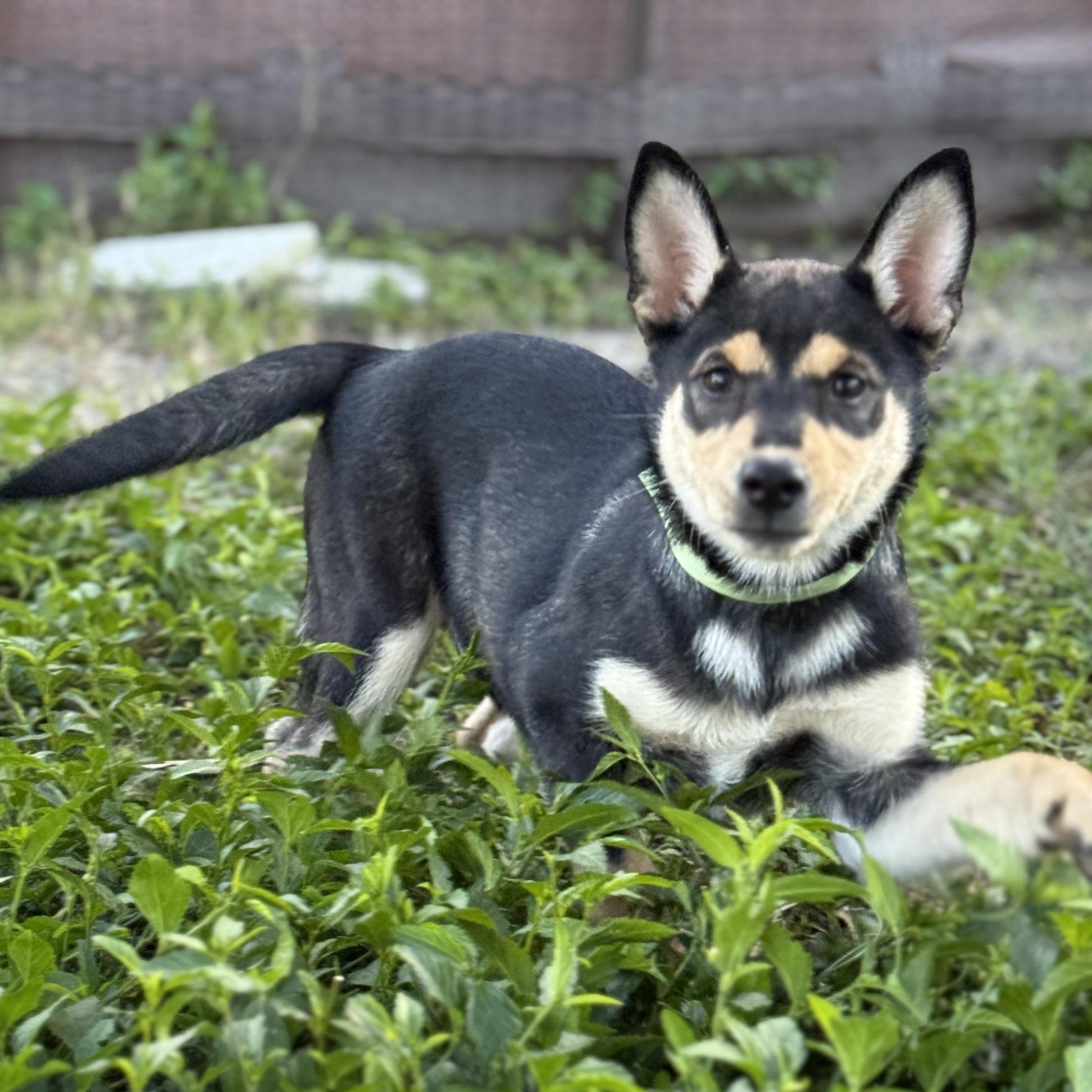 Enlarge Trinity, an adopted mixed breed in Deltona, FL image 4/5