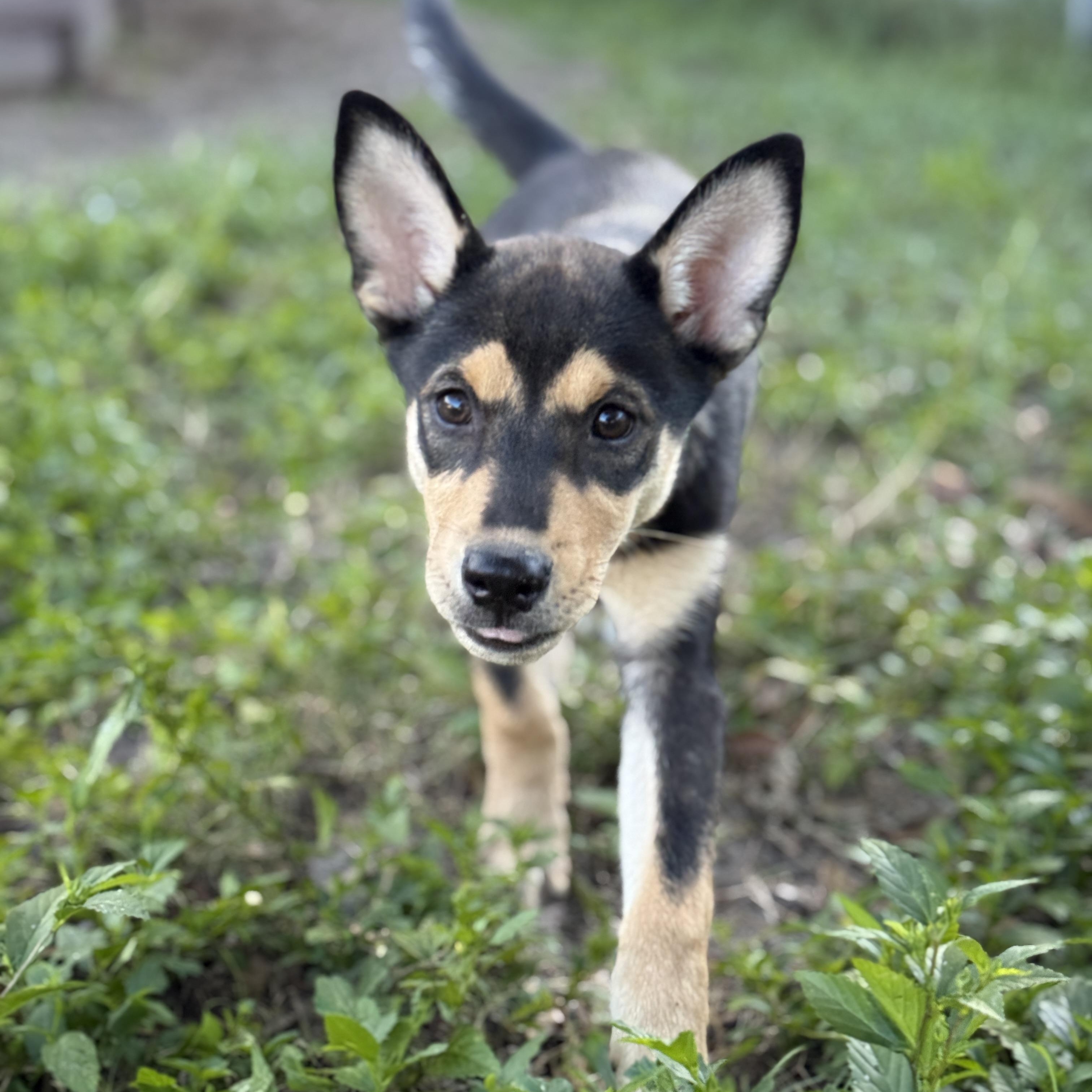 Enlarge Trinity, an adopted mixed breed in Deltona, FL image 1/5