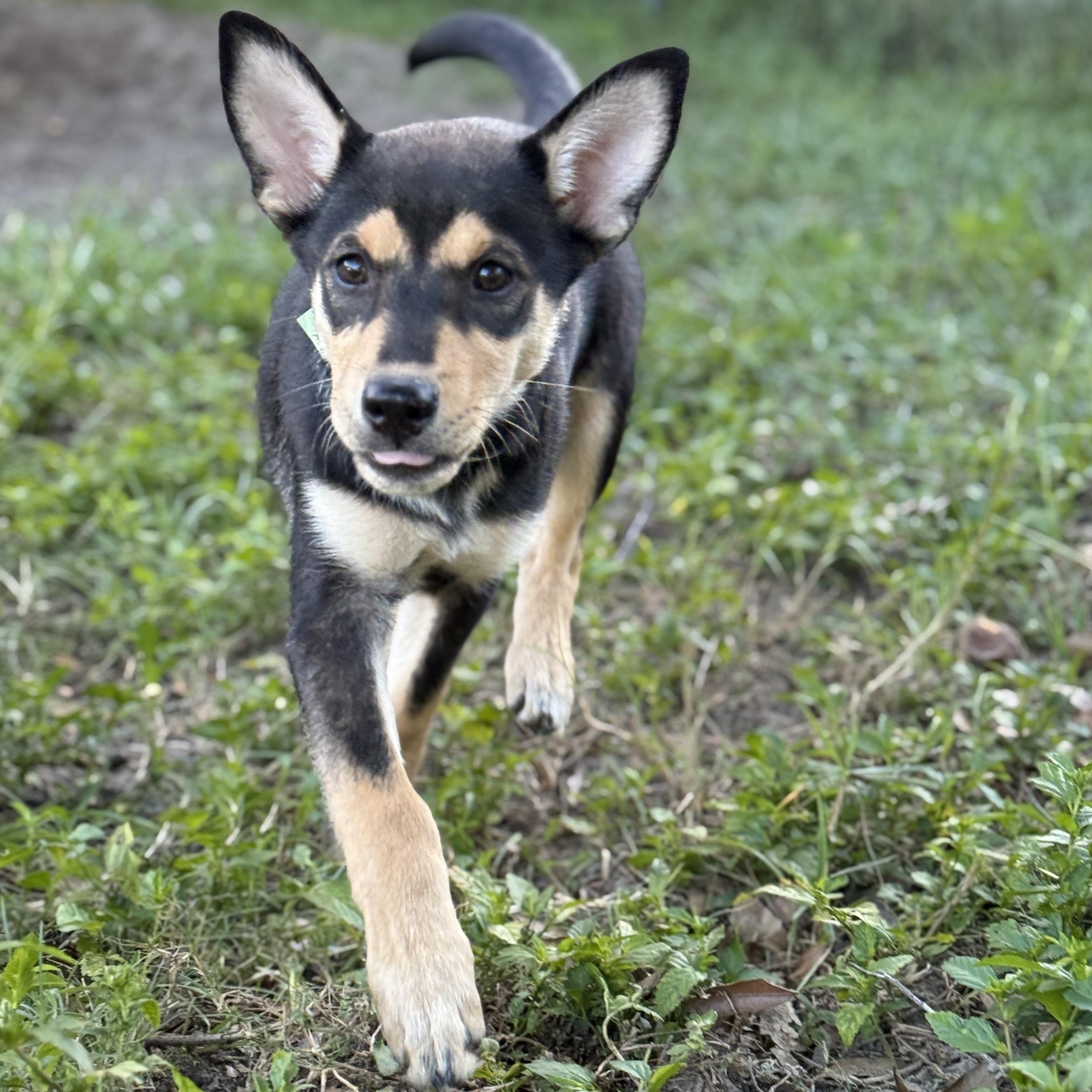 Enlarge Trinity, an adopted mixed breed in Deltona, FL image 3/5