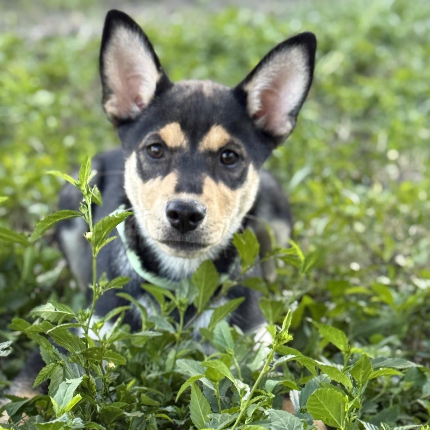 Enlarge Trinity, an adopted mixed breed in Deltona, FL image 2/5