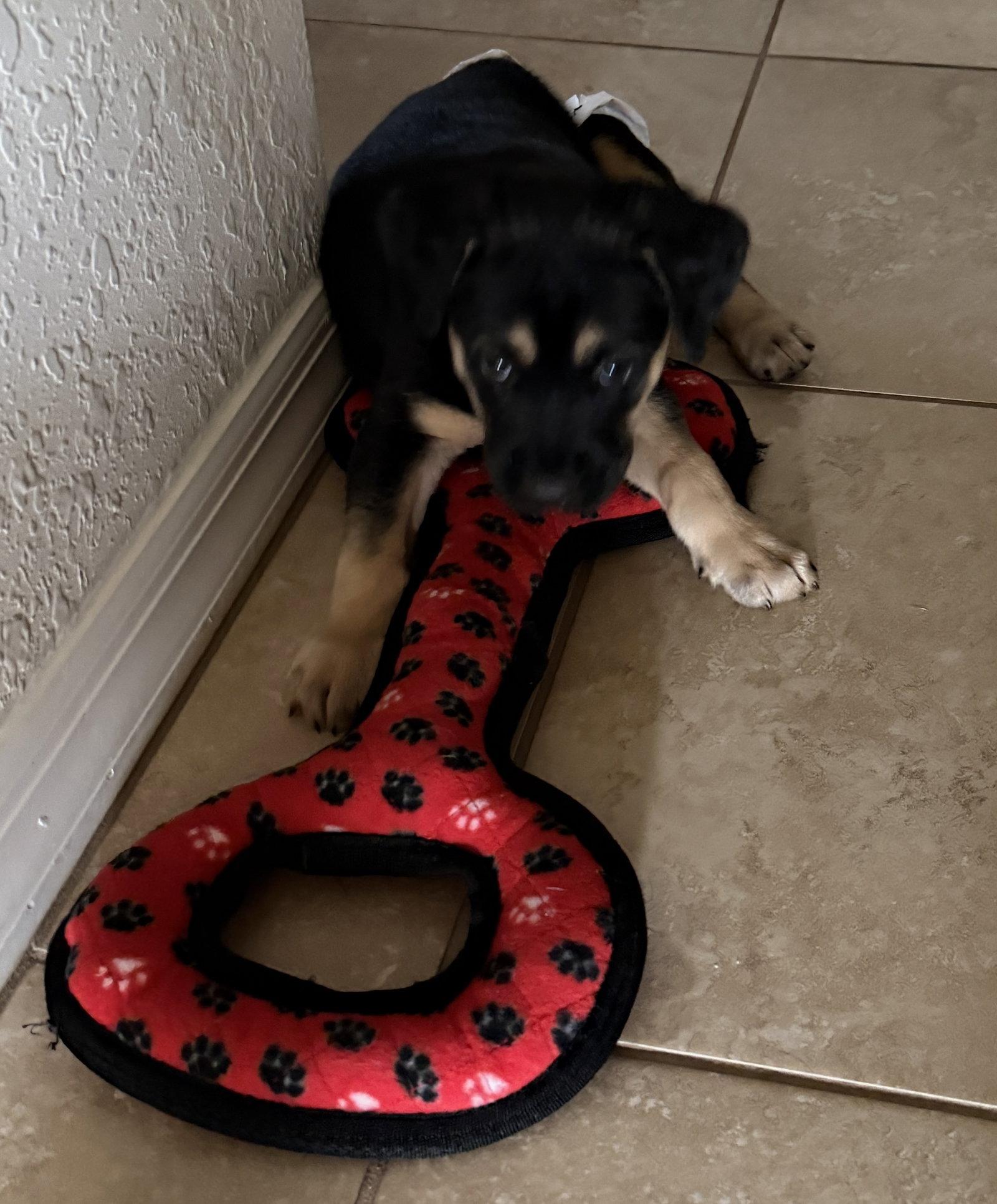 Enlarge Iris Joan, a Adopted mixed breed in Valrico, FL image 2/3