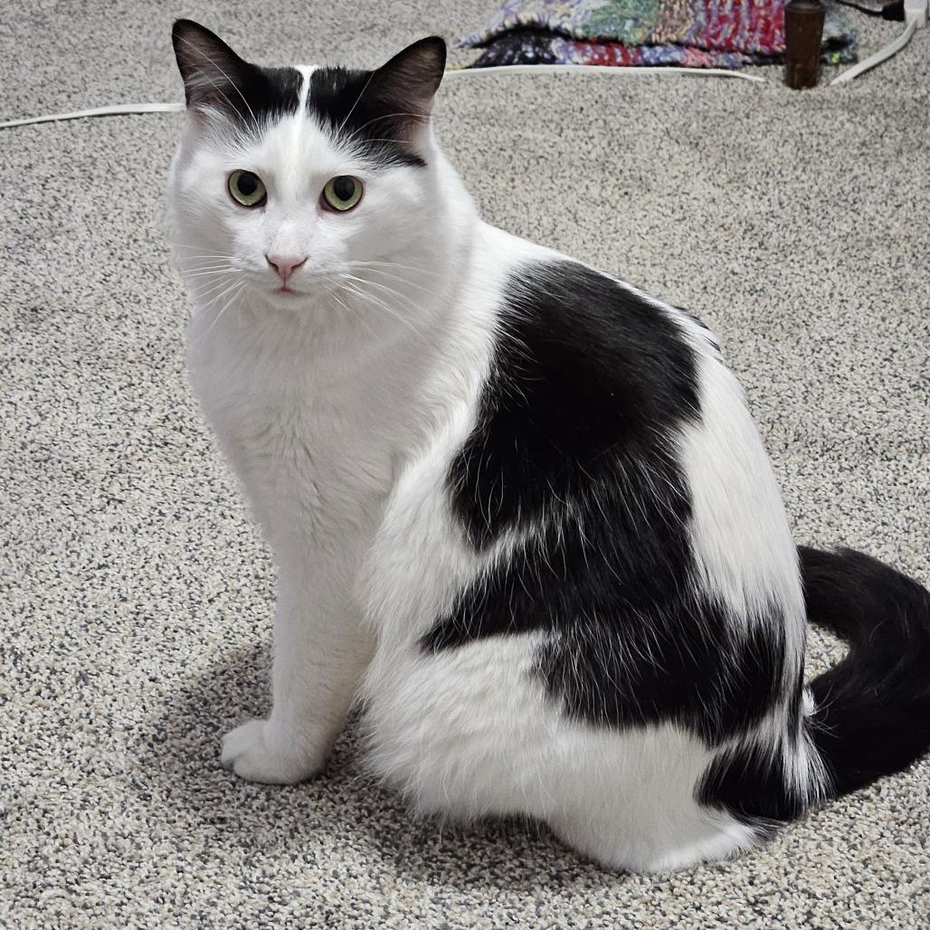 Dorian, Adoptable, Adult Male Domestic Short Hair.