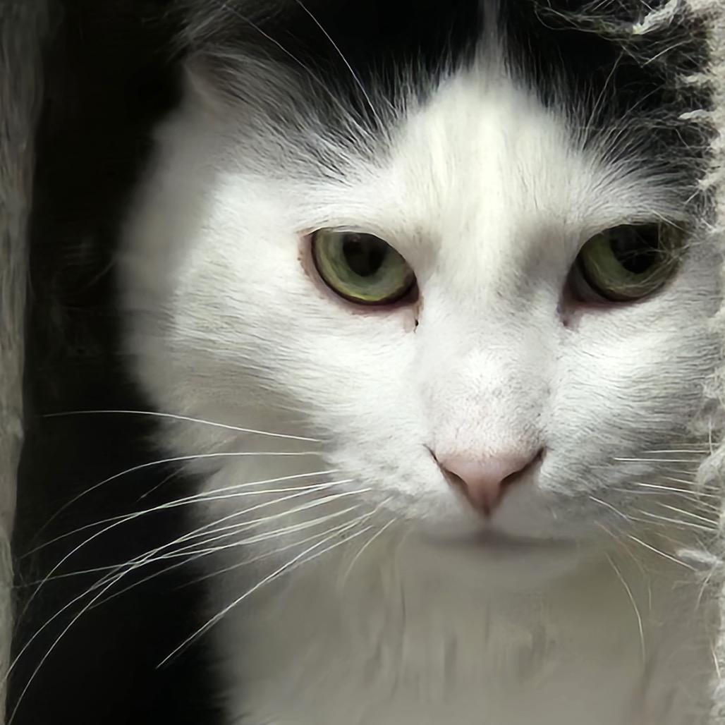 Enlarge Dorian, a Adoptable Domestic Short Hair in Inver Grove Heights, MN image 3/6