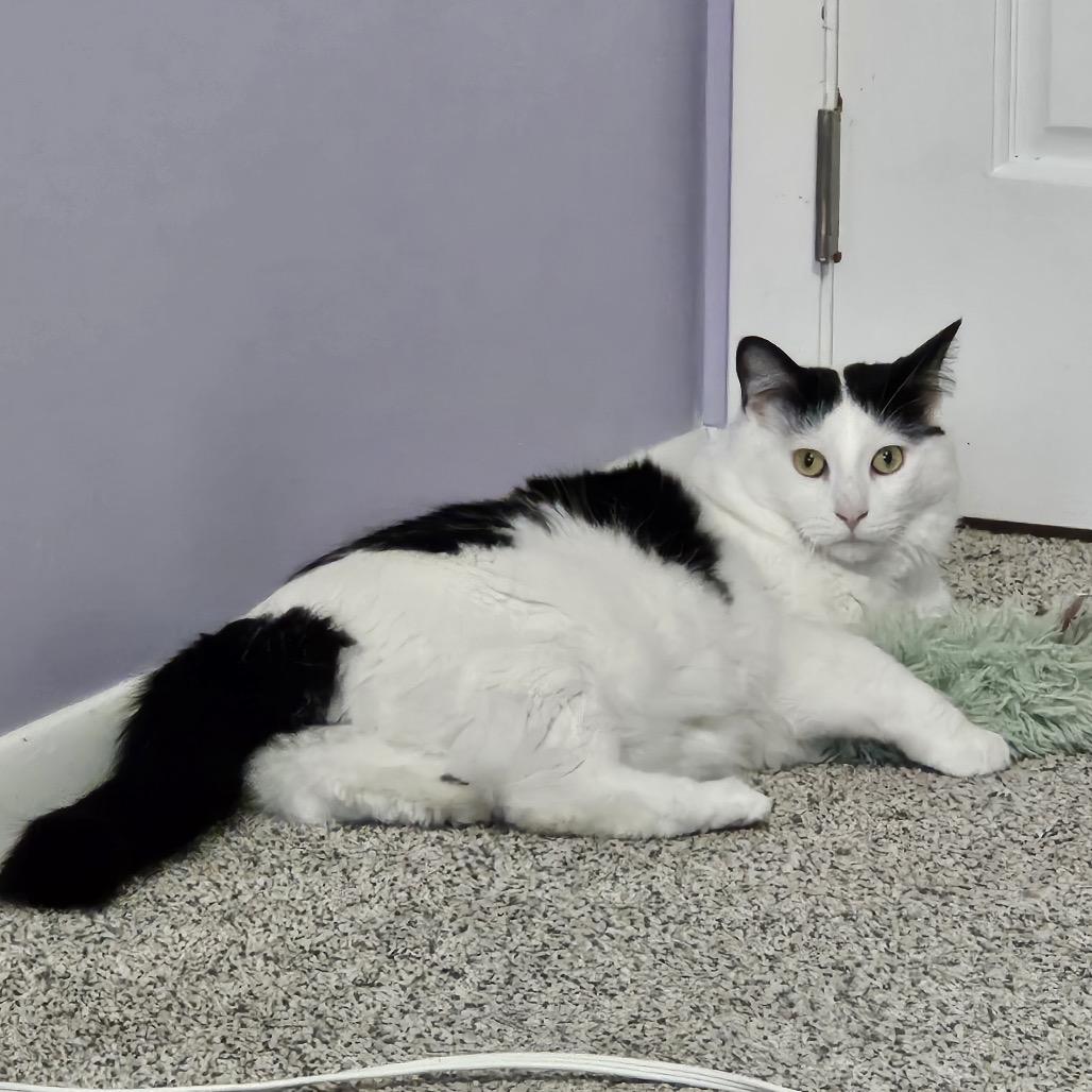 Enlarge Dorian, a Adoptable Domestic Short Hair in Inver Grove Heights, MN image 3/6
