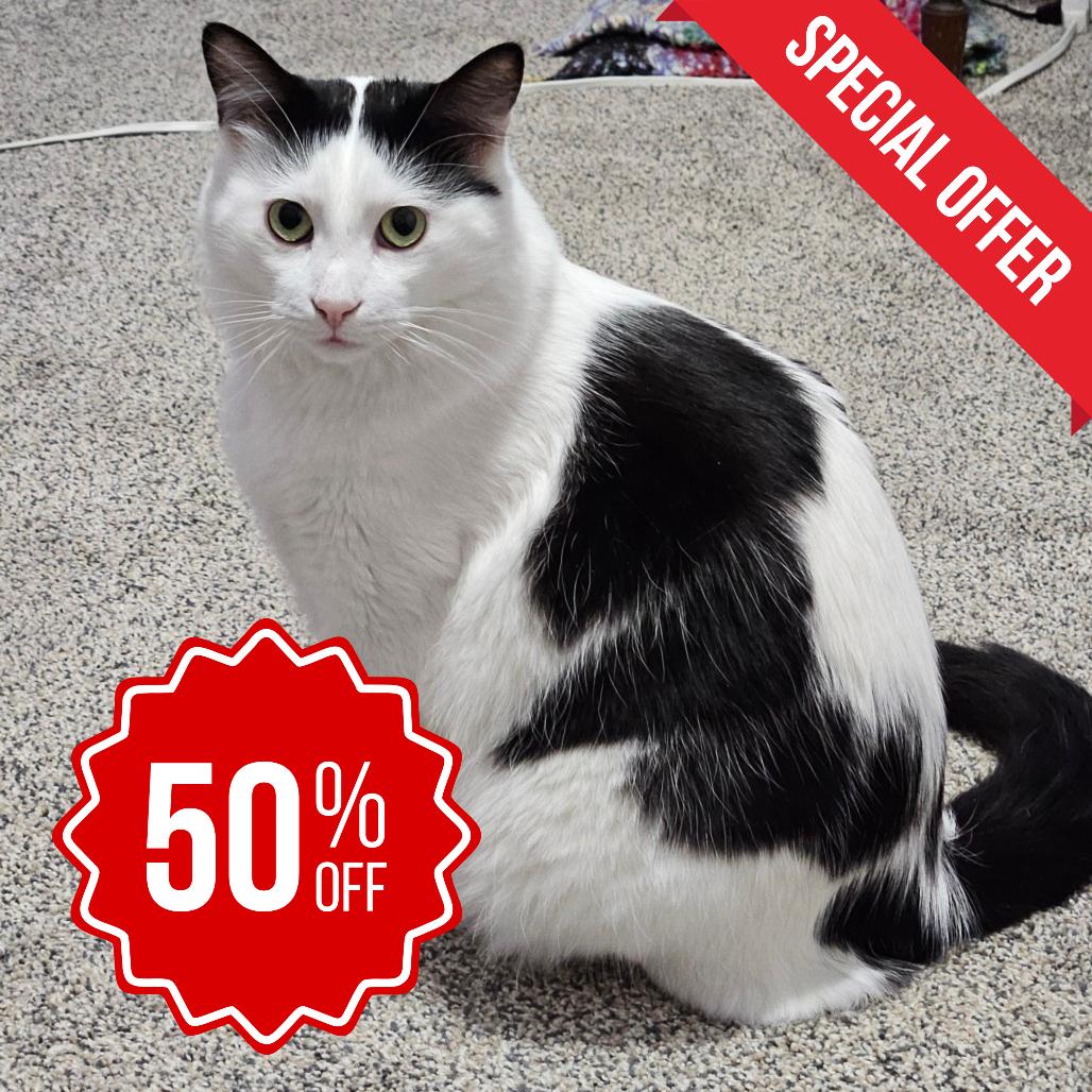 Dorian, a Adoptable Domestic Short Hair in Inver Grove Heights, MN image 3/6