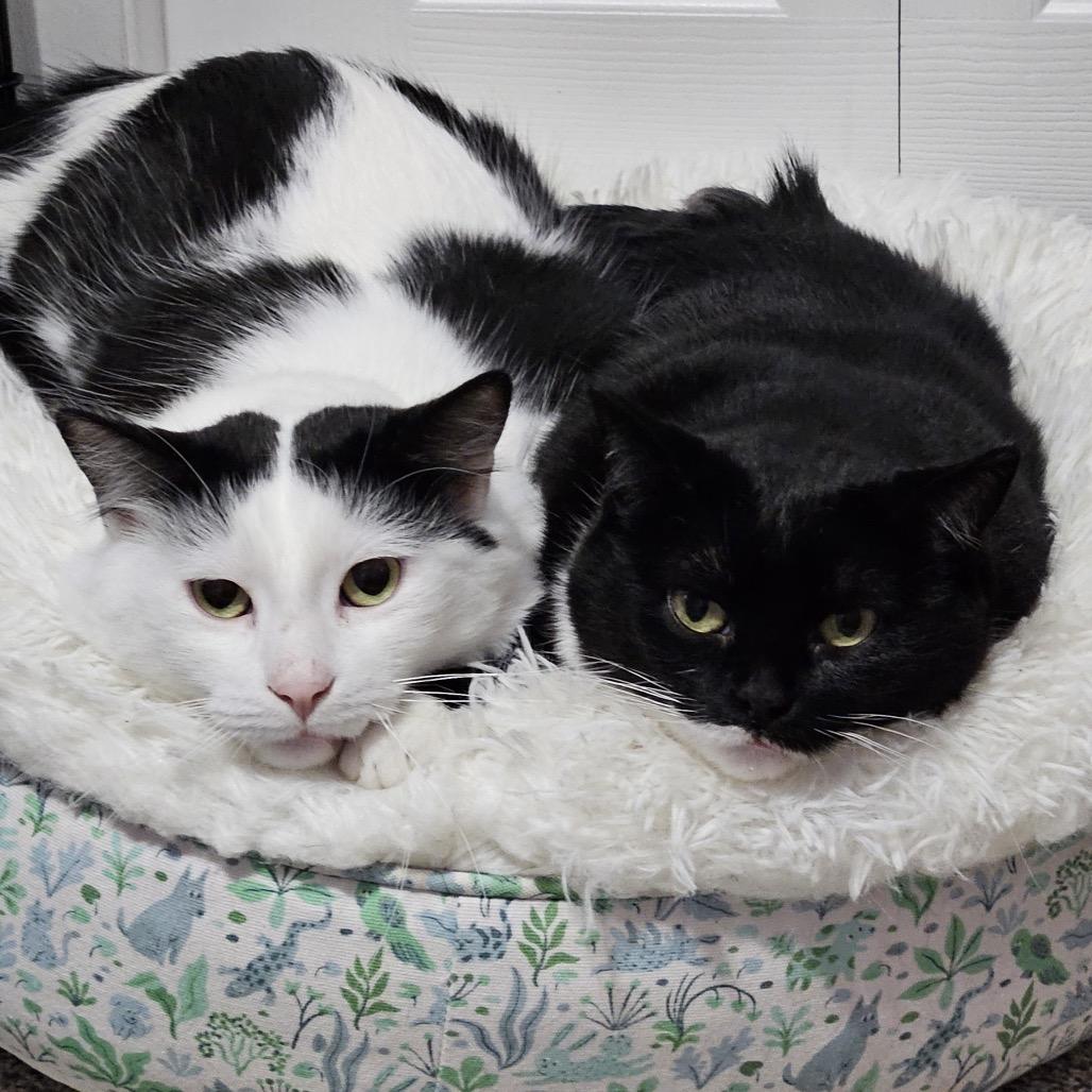 Enlarge Dorian, a Adoptable Domestic Short Hair in Inver Grove Heights, MN image 4/6