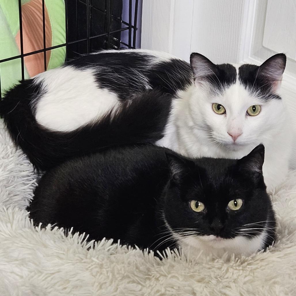 Enlarge Dorian, a Adoptable Domestic Short Hair in Inver Grove Heights, MN image 6/6