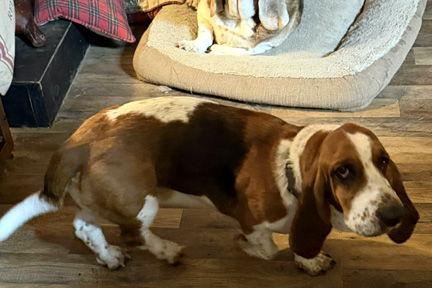 LULU - ADOPTION PENDING! — thumbnail 2