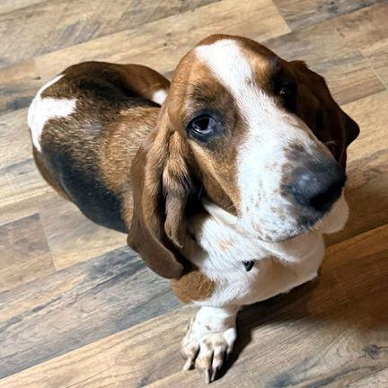 LULU - ADOPTION PENDING! — thumbnail 3