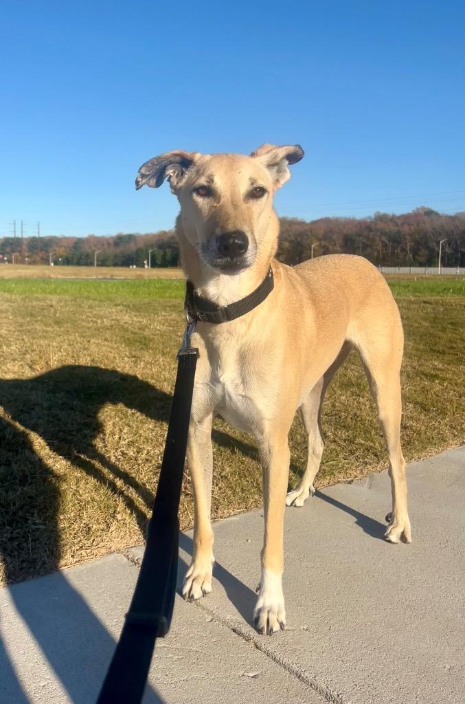 Enlarge Brownie, a Adoptable mixed breed in Hampton, VA image 1/1