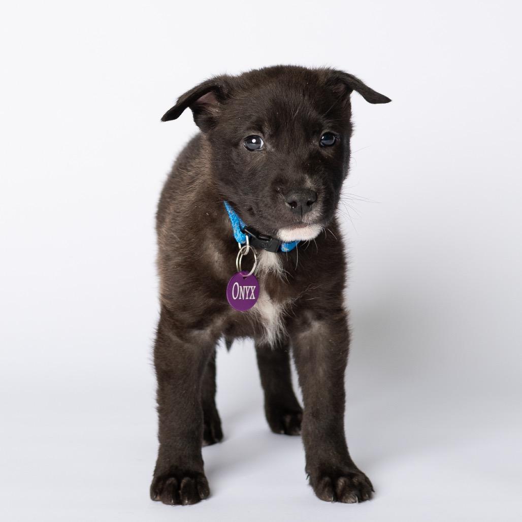 Onyx, Adoptable, Puppy Male Mixed Breed.