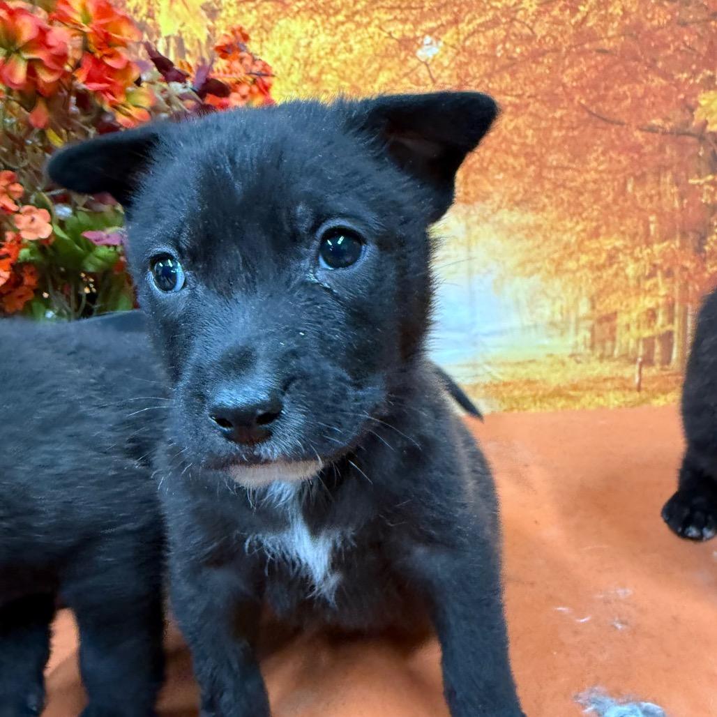 Enlarge Onyx, a Adoptable Mixed Breed in Fulton, MO image 2/2