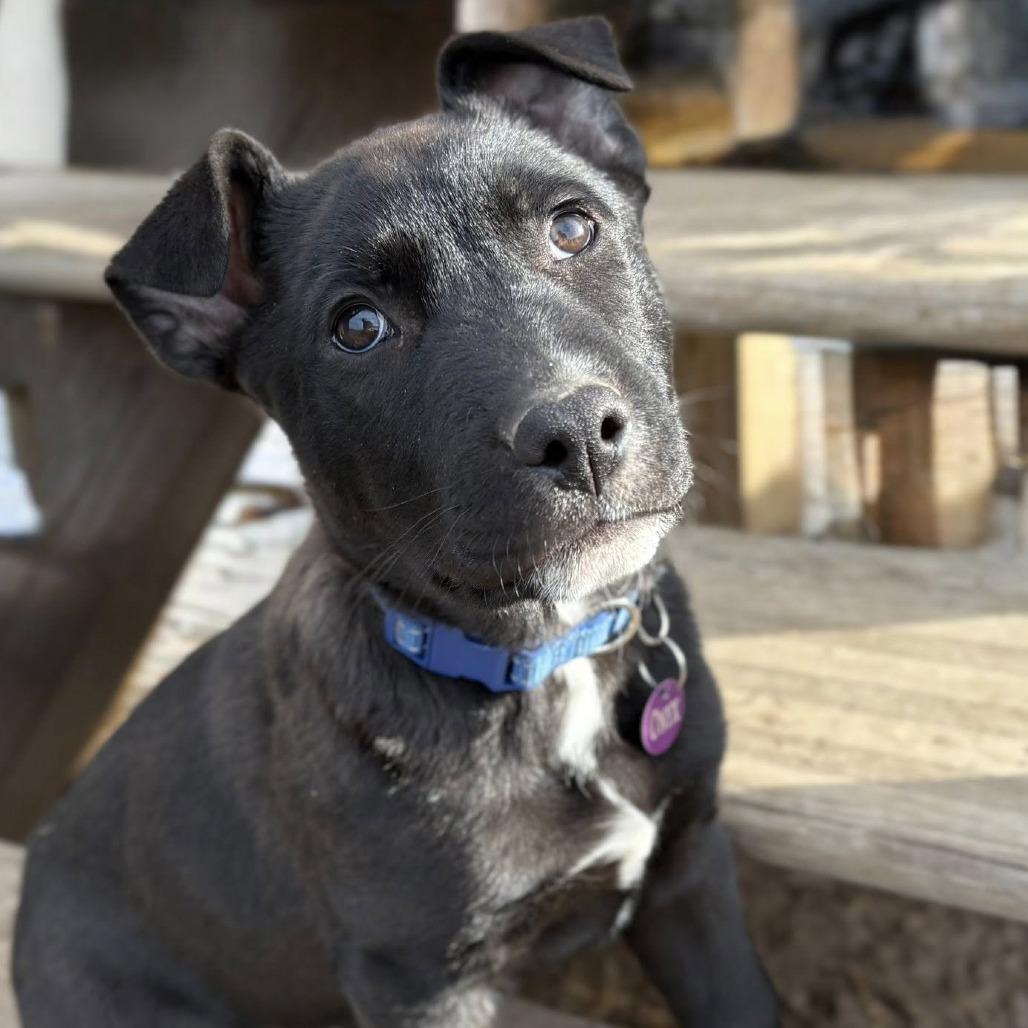 Enlarge Onyx, a Adoptable Mixed Breed in Fulton, MO image 3/3