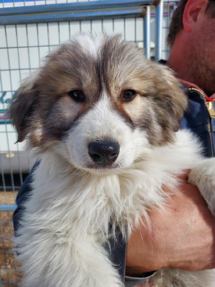 Dudley, Adoptable, Puppy Male Great Pyrenees.