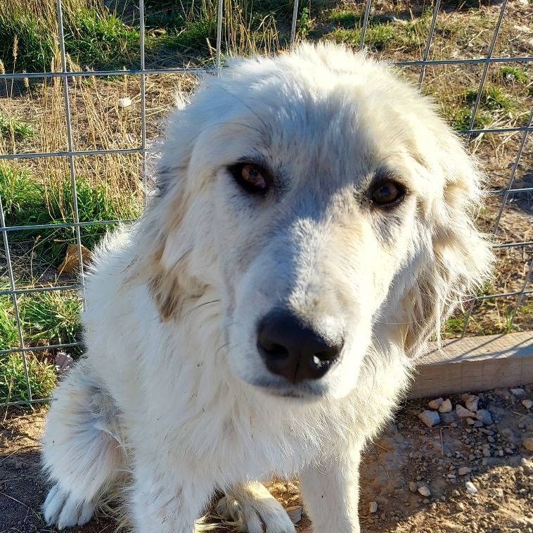 Dudley, a Adoptable Great Pyrenees in GUERNSEY, WY image 2/3