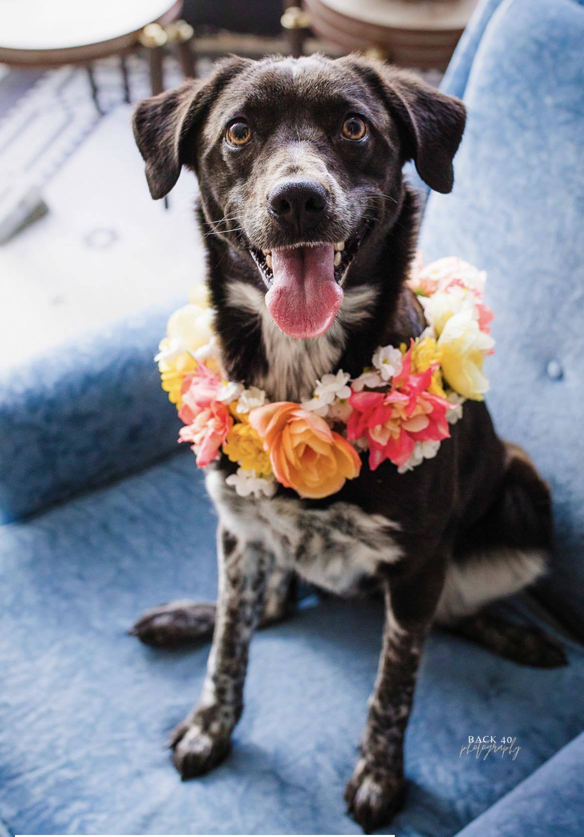 Oreo, Adopted, Young Female Mixed Breed.